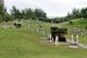 Cemetery: H.M. Royal Navy Cemetery, Lagoon Park, Ireland Island, Sandy's Parish, Bermuda